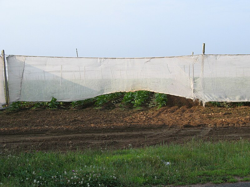 File:Shade grown tobacco in East Windsor Connecticut.JPG