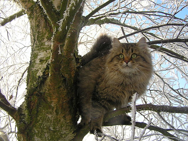 یک گربه سیبری
