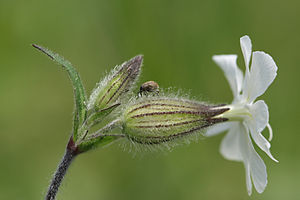 A weevil on sepals of the White Campion (Silene latifolia)