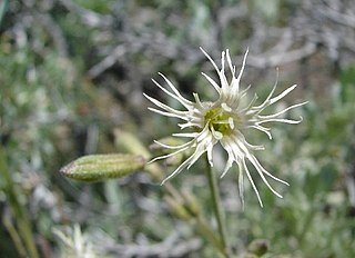 <i>Silene oregana</i> species of plant