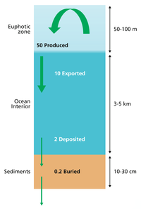 Simple three box model. Simplified budget of ocean carbon flows Simplified budget of carbon flows in the ocean.png