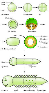 Animal embryonic development Process by which the embryo forms and develops