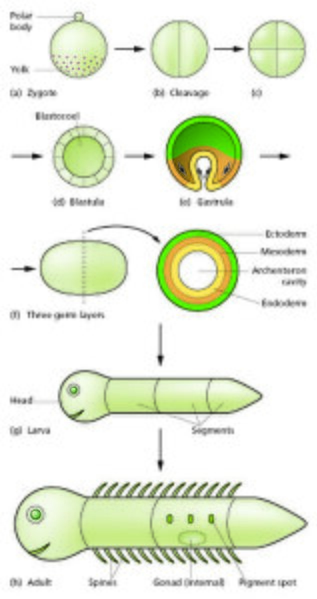 Generalized scheme of embryonic development. Slack "Essential Developmental Biology". Fig. 2.8.