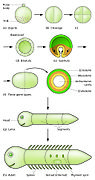 Slack Essential Dev Biol Fig 02-08.jpg