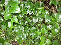 Smilax rotundifolia