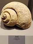 Snail fossil, Tellus Science Museum.jpg