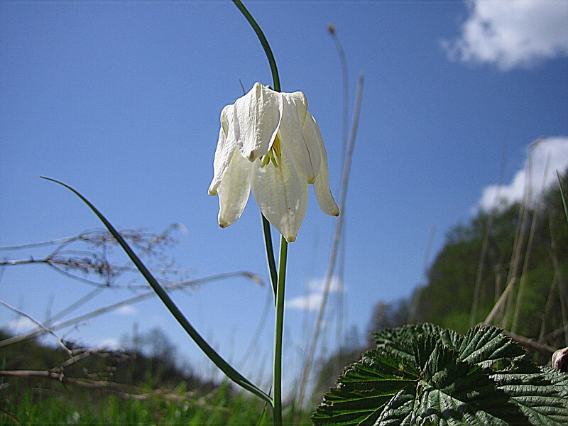 File:SnakesheadFritillarySandemar1.JPG