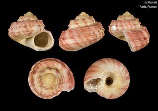 <i>Solariella cincta</i> Species of gastropod