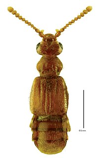 <i>Sonoma</i> (beetle) Genus of beetles