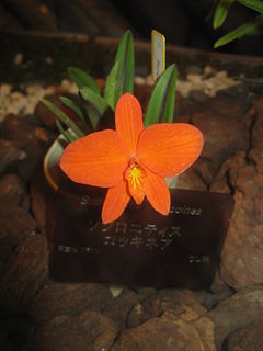 <i>Cattleya coccinea</i> Species of orchid