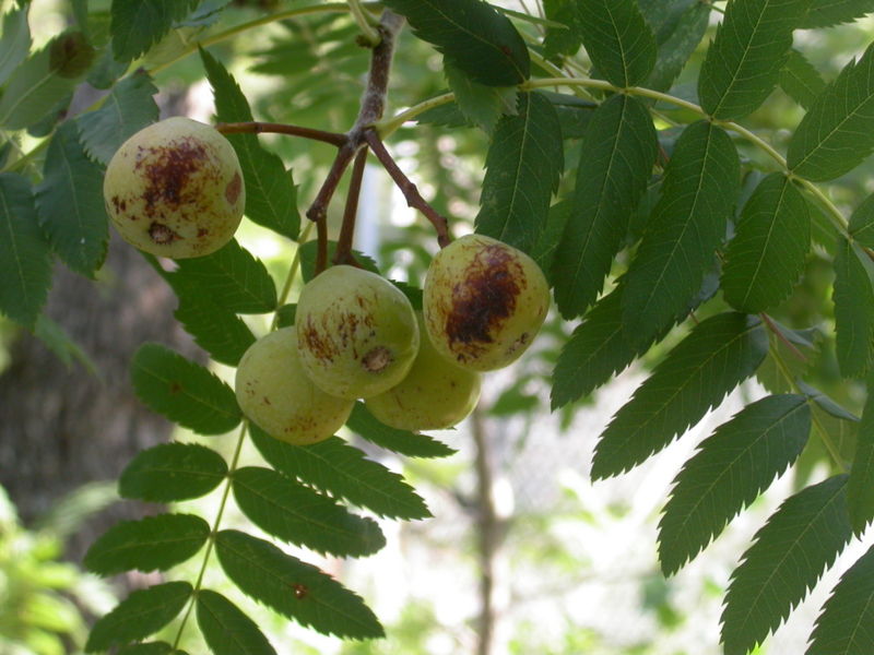 File:Sorbus-domestica-2.jpg