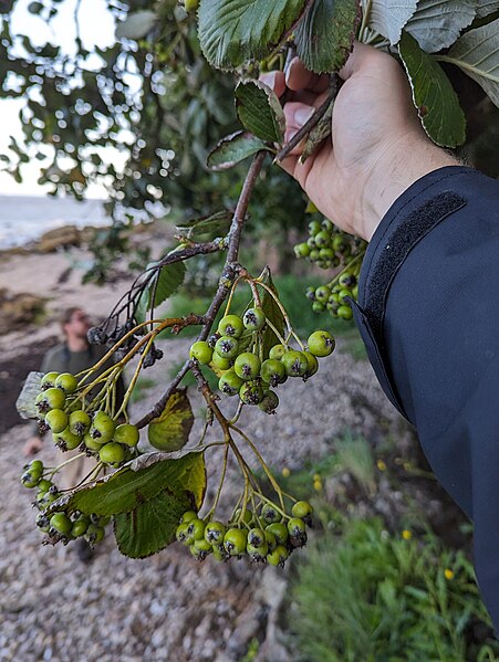 File:Sorbus richii, Kilkenny Bay (53154865730).jpg