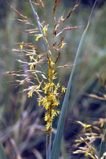 Sorghastrum nutans