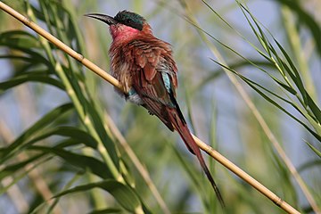 Roosting in Phragmites reedbed