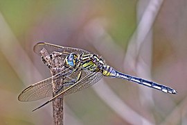 Spectacled skimmer (Orthetrum icteromelas) mature female.jpg