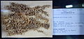 Sphagnum papillosum - National Museum of Nature and Science, Tokyo - DSC06751.JPG