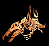 Спінозавр (динозаври)