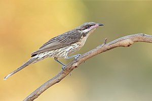 Spiny-cheeked Honeyeater 3434 - Patchewollock Conservation Reserve.jpg