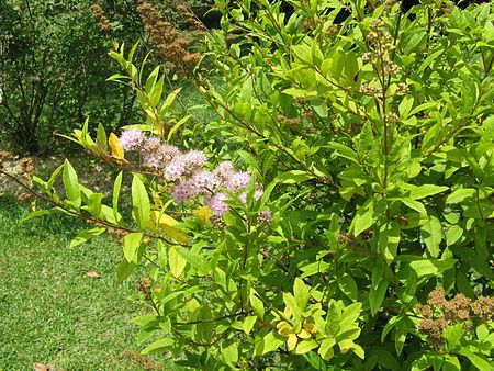 Spiraea_salicifolia