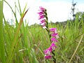 Spiranthes australis