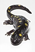 Spotted salamander