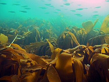 Laminaria hyperborea, a species of kelp in the phylum Ochrophyta Standard compressed LAMHY 2 JanneGitmark NIVA.jpg