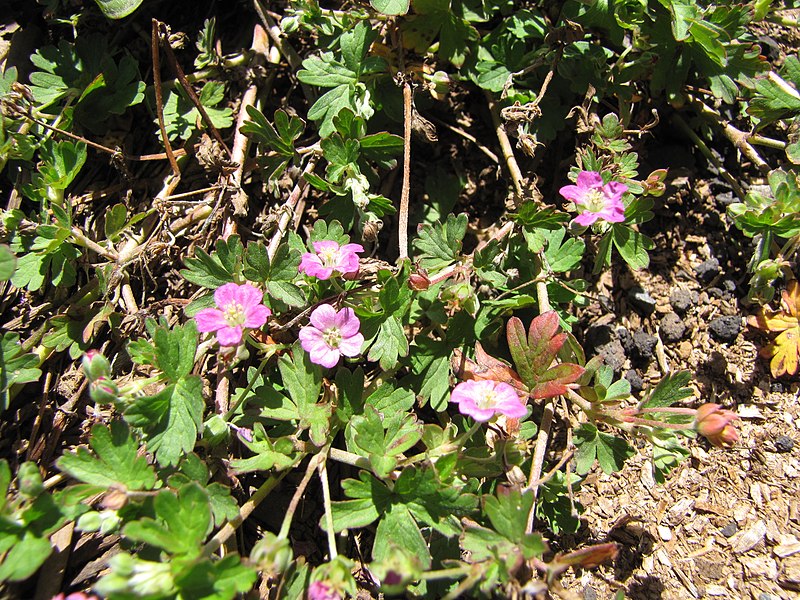 File:Starr-120329-3989-Geranium homeanum-flowers and leaves-Near Stone building HNP-Maui (25138171605).jpg