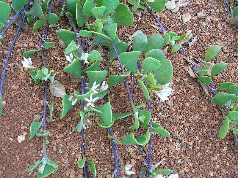 File:Starr 050525-1962 Scaevola coriacea.jpg