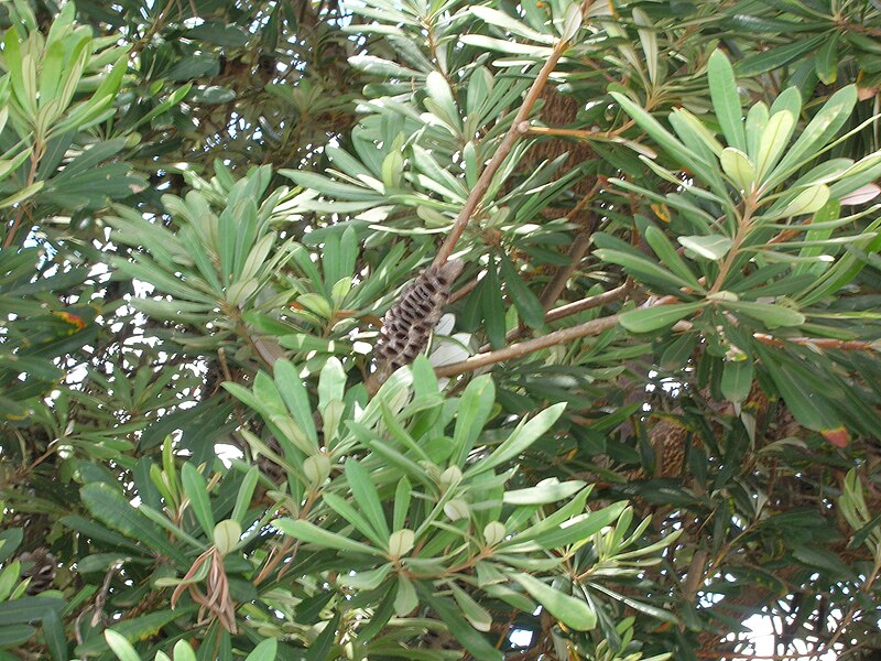 File:Starr 050719-2910 Banksia integrifolia.jpg