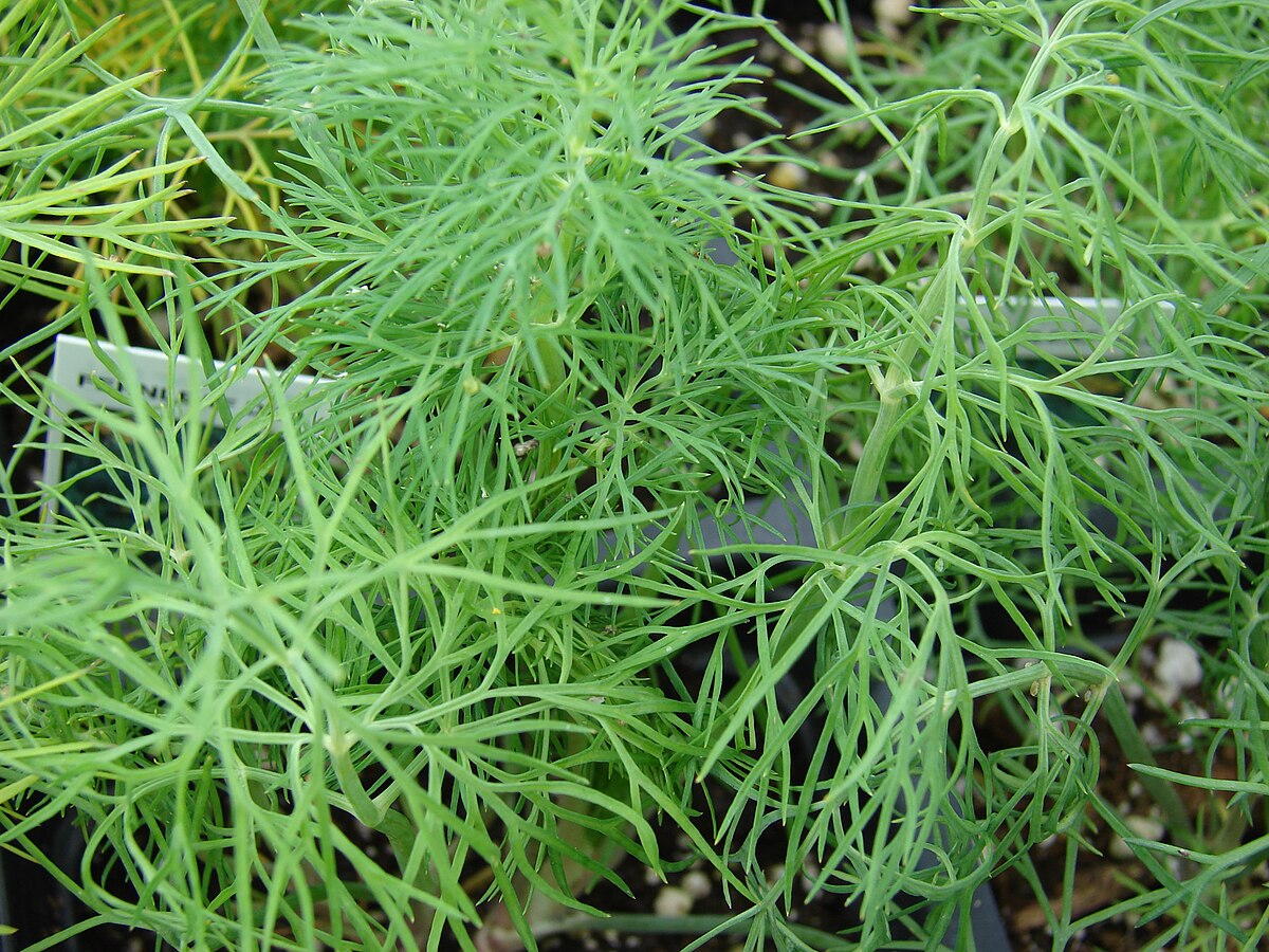 Dill Anethum graveolens