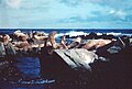 Steller sea lions marine mammals on rocks eumetopias jubatus.jpg