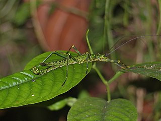 <i>Aschiphasma</i> Genus of stick insects