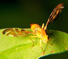 Strauzia longipennis.jpg