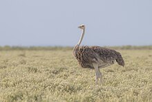 Struthio camelus - Etosha 2014 (2) .jpg