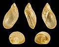 * Nomination Shell of an Amber Snail, Succinea putris --Llez 21:40, 17 March 2018 (UTC) * Promotion Good quality. --Peulle 23:45, 17 March 2018 (UTC)