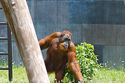 Sumatran Orangutan 3.jpg