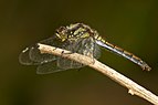 ♀ Sympetrum danae