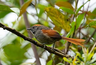 <span class="mw-page-title-main">Azara's spinetail</span> Species of bird