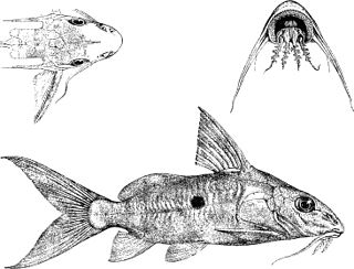<i>Synodontis nummifer</i> Species of fish