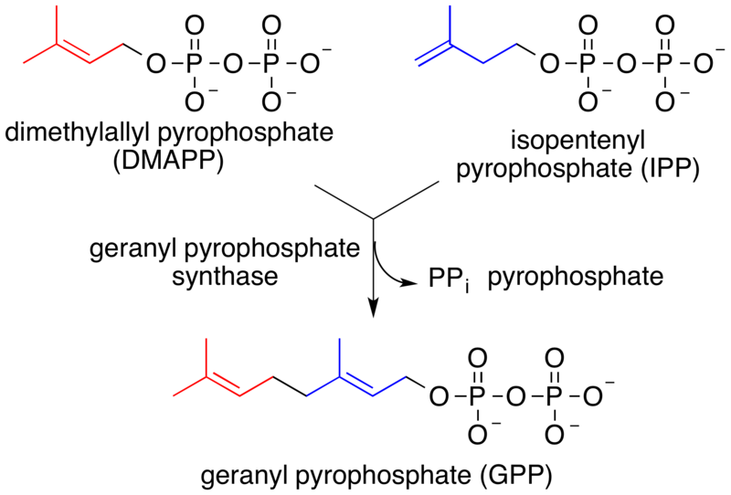 File:Synthesis of geranyl pyrophosphate.png