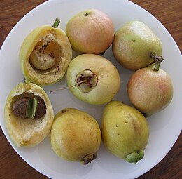 Syzygium jambos Fruit and seeds IMG 4906.JPG