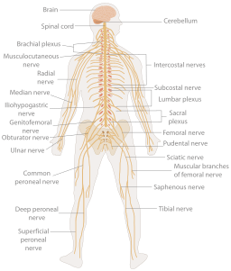 TE-Nervous system diagram