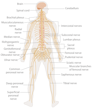 <span class="mw-page-title-main">Nervous system</span> Part of an animal that coordinates actions and senses