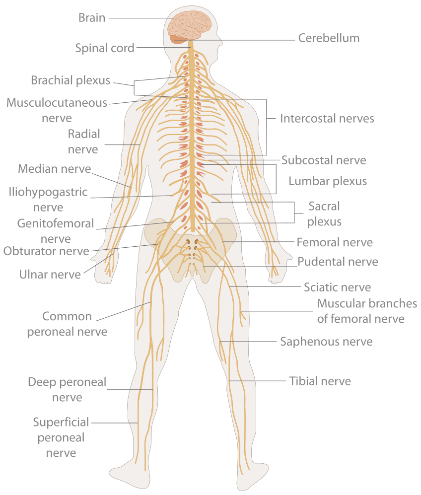 Nervous System-avatar