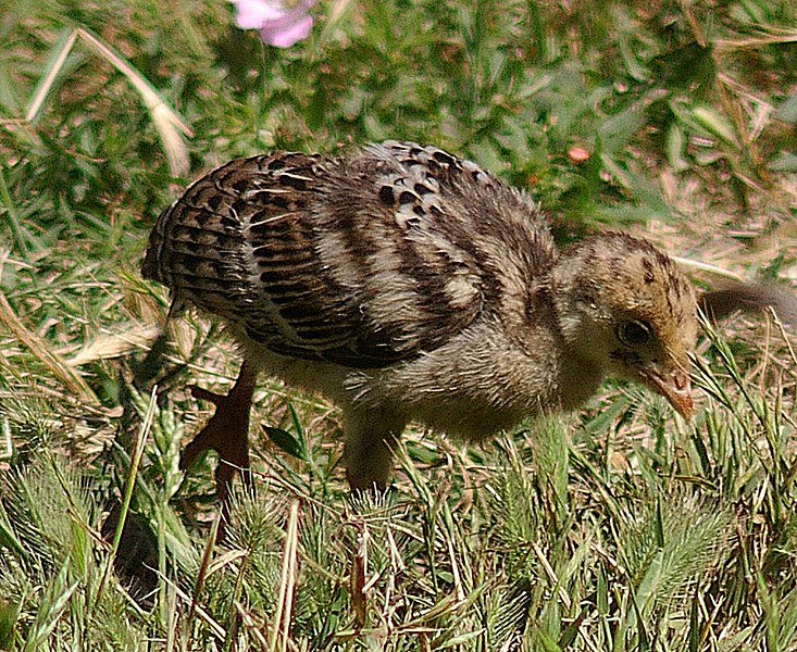 File:TURKEY, WILD (6-2-06) - young, morro bay, slo co, ca (543359252).jpg