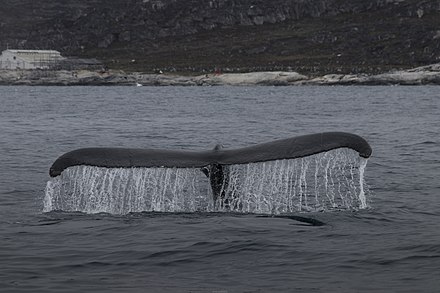 Whale watching in Ilulissat Bay, Disko Bay