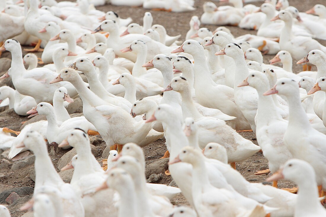 File:Taiwanese duck farm.jpg