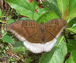 Tanaecia lepidea