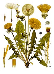 Taraxacum officinale Weber ex F.H.Wigg.