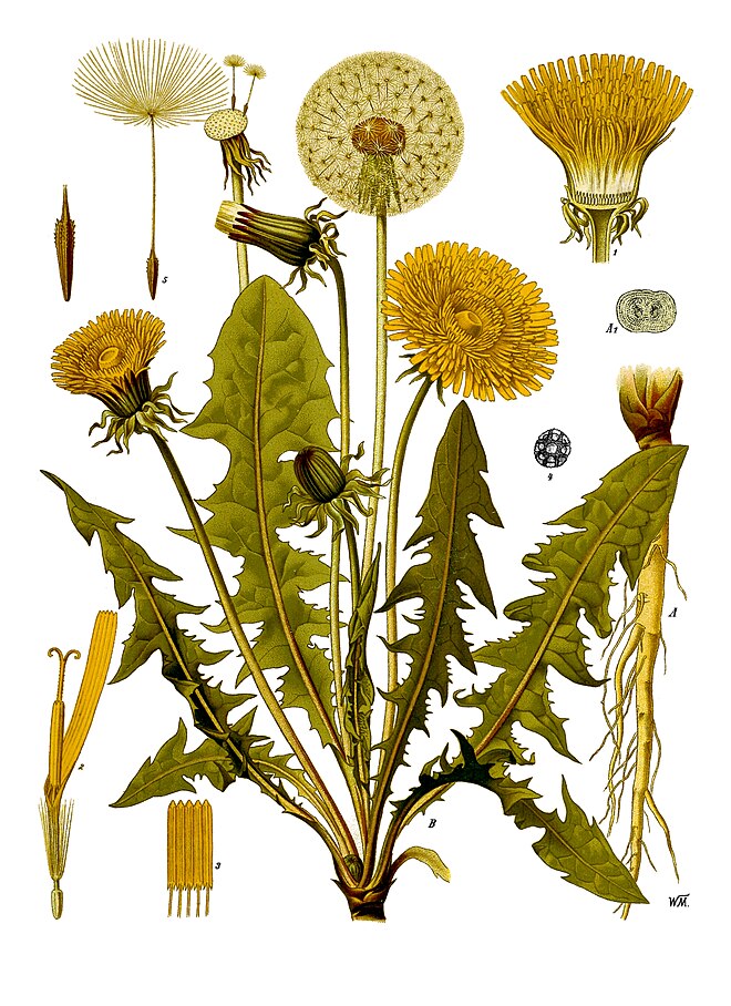 Taraxacum officinale - Köhler–s Medizinal-Pflanzen-135.jpg